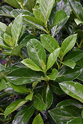 Sweet Viburnum (Viburnum awabuki) at Lakeshore Garden Centres