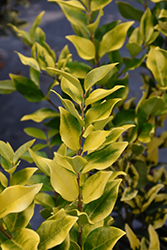 Howard Japanese Privet (Ligustrum japonicum 'Howardi') at Lakeshore Garden Centres
