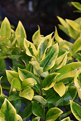 Howard Japanese Privet (Ligustrum japonicum 'Howardi') at Lakeshore Garden Centres