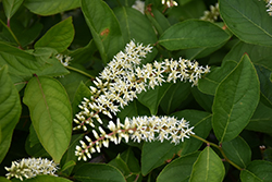 Scentlandia Virginia Sweetspire (Itea virginica 'SMNIVDFC') at Peter Knippel Garden Centre