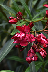 Cardinal Red Oleander (Nerium oleander 'Cardinal Red') at Lakeshore Garden Centres