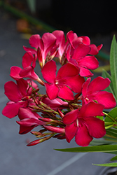 Austin Pretty Limits Oleander (Nerium oleander 'ATXNOKHP') at Lakeshore Garden Centres