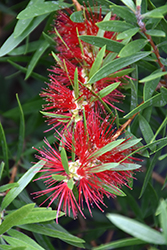 Red Cluster Bottlebrush (Callistemon viminalis 'Red Cluster') at Lakeshore Garden Centres