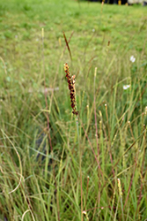 Florida Gamagrass (Tripsacum floridanum) at Lakeshore Garden Centres
