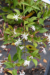 Angel Wing Jasmine (Jasminum nitidum) at Lakeshore Garden Centres
