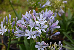 Barley Blue Agapanthus (Agapanthus 'Barley Blue') at Lakeshore Garden Centres