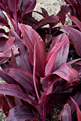Auntie Lou Hawaiian Ti Plant (Cordyline fruticosa 'Auntie Lou') at Lakeshore Garden Centres