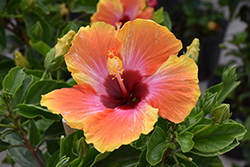 Fiesta Hibiscus (Hibiscus rosa-sinensis 'Fiesta') at Lakeshore Garden Centres