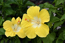 Bonaire Wind Hibiscus (Hibiscus rosa-sinensis 'Bonaire Wind') at Lakeshore Garden Centres