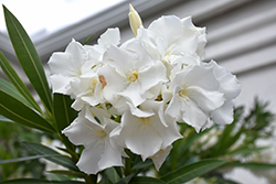 Dwarf White Oleander (Nerium oleander 'Dwarf White') at Lakeshore Garden Centres