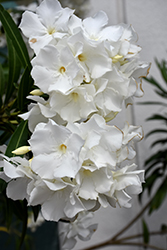 Petite White Oleander (Nerium oleander 'Petite White') at Lakeshore Garden Centres
