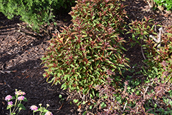 Dwarf Firebush (Hamelia patens 'Compacta') at Lakeshore Garden Centres
