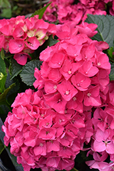 After Midnight Hydrangea (Hydrangea 'After Midnight') at Lakeshore Garden Centres