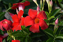 Sundenia Red Mandevilla (Mandevilla 'Sundenia Red') at Lakeshore Garden Centres