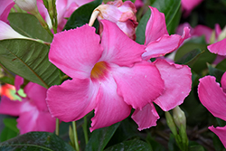 Diamantina Jade Rose Bush Mandevilla (Mandevilla 'Jade Rose') at Lakeshore Garden Centres