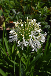 Straight A Shona Agapanthus (Agapanthus 'Shona') at Lakeshore Garden Centres
