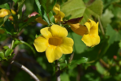 Bush Allamanda (Allamanda schottii) at Lakeshore Garden Centres