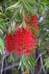 Red Cascade Bottlebrush (Callistemon viminalis 'Red Cascade') at Lakeshore Garden Centres