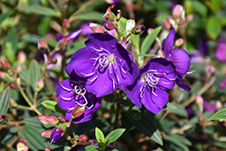 Jules Dwarf Glory Bush (Tibouchina 'Jules') at Lakeshore Garden Centres