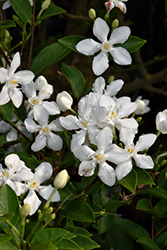 Arctic Snow Bush (Wrightia antidysenterica) at Lakeshore Garden Centres