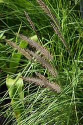 White Flowered Fountain Grass (Pennisetum caudatum) at Lakeshore Garden Centres