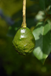 Jim Bacon Avocado (Persea americana 'Jim Bacon') at Lakeshore Garden Centres