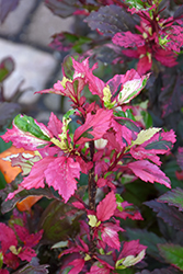 Red Hot Hibiscus (Hibiscus rosa-sinensis 'Red Hot') at Lakeshore Garden Centres