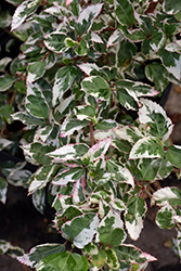 Snow Queen Hibiscus (Hibiscus rosa-sinensis 'Snow Queen') at Lakeshore Garden Centres