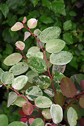 Dwarf Red-leaved Snow Bush (Breynia disticha 'Roseopicta Nana') at Lakeshore Garden Centres