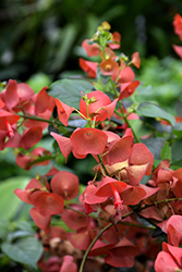 Chinese Hat Plant (Holmskioldia sanguinea) at Lakeshore Garden Centres