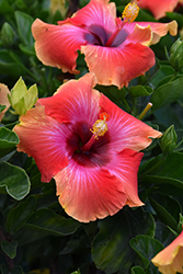 Fiesta Hibiscus (Hibiscus rosa-sinensis 'Fiesta') at Lakeshore Garden Centres