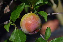 Scarlet Beauty Plum (Prunus 'Scarlet Beauty') at Lakeshore Garden Centres