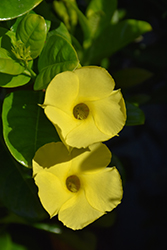 Hammock Viper's Tail (Pentalinon luteum) at Lakeshore Garden Centres