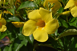 Golden Butterfly Golden Trumpet (Allamanda 'Golden Butterfly') at Lakeshore Garden Centres