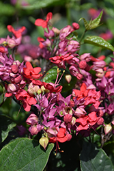 Delectum Hybrid Bleeding Heart Vine (Clerodendrum x speciosum 'Delectum') at Lakeshore Garden Centres