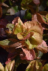 Curly Q Copper Plant (Acalypha wilkesiana 'Curly Q') at Lakeshore Garden Centres