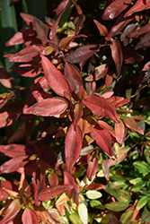 La Bamba Copper Plant (Acalypha wilkesiana 'La Bamba') at Lakeshore Garden Centres
