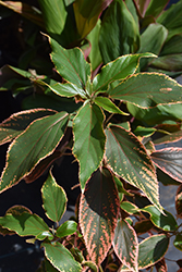 Bourbon Street Copper Plant (Acalypha wilkesiana 'Bourbon Street') at Lakeshore Garden Centres