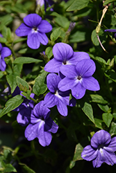 Endless Illumination Browallia (Browallia 'UNHBR12') at Lakeshore Garden Centres