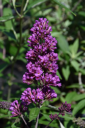 Flutterby Petite Tutti Fruitti Pink Butterfly Bush (Buddleia davidii 'Podaras 13') at Lakeshore Garden Centres
