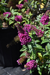 Summer Sips Sangria Butterfly Bush (Buddleia 'SRPbudsan') at Lakeshore Garden Centres