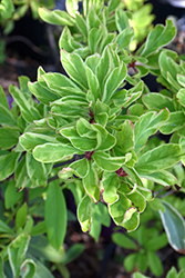 Pink Frost Anise Tree (Illicium floridanum 'Pink Frost') at Lakeshore Garden Centres