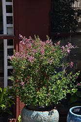Little Volcano Bush Clover (Lespedeza thunbergii 'Little Volcano') at Lakeshore Garden Centres