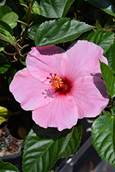 Seminole Pink Hibiscus (Hibiscus rosa-sinensis 'Seminole Pink') at Lakeshore Garden Centres