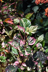 Cooperi Hibiscus (Hibiscus rosa-sinensis 'Cooperi') at Lakeshore Garden Centres