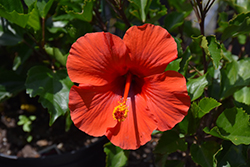 Red Dwarf Hibiscus (Hibiscus rosa-sinensis 'Red Dwarf') at Lakeshore Garden Centres