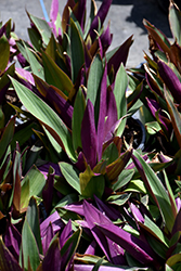 Moses In The Cradle (Tradescantia spathacea) at Lakeshore Garden Centres