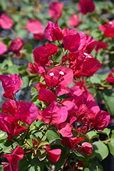Barbara Karst Bougainvillea (Bougainvillea 'Barbara Karst') at Lakeshore Garden Centres