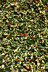 Summer Sunset Asian Jasmine (Trachelospermum asiaticum 'Summer Sunset') at Lakeshore Garden Centres