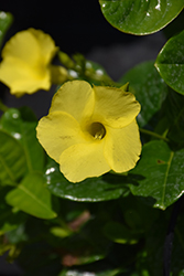 Yellow Mandevilla (Mandevilla sanderi 'Yellow') at Lakeshore Garden Centres